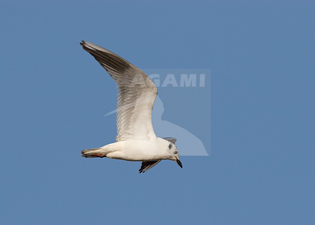 Onvolwassen Chineese kokmeeuw vliegend in blauwe lucht. Immature Saunders's Gull flying against blue sky stock-image by Agami/Ran Schols,