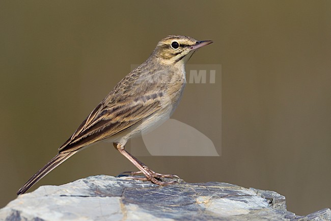 Duinpieper zittend op een steen; Tawny Pipit perched on a rock stock-image by Agami/Daniele Occhiato,