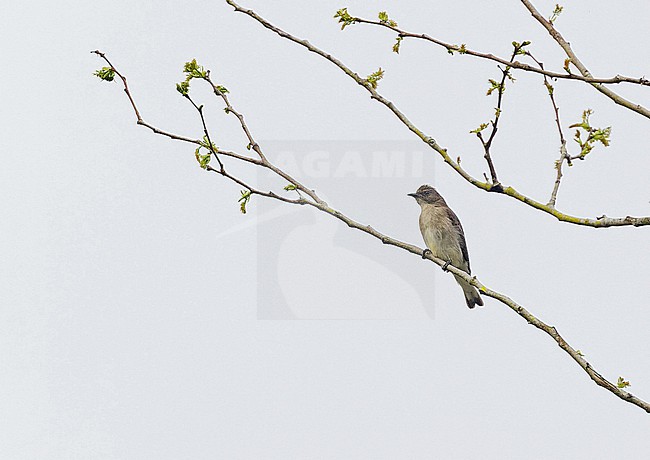 Brown-backed Honeybird (Prodotiscus regulus) in Angola. stock-image by Agami/Pete Morris,