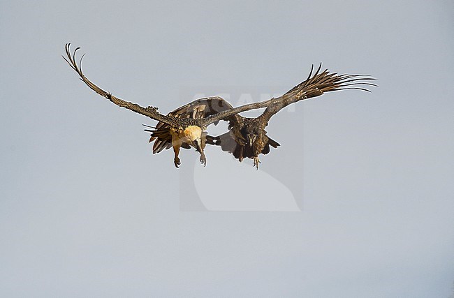 Bearded Vulture in flight, Lammergier in de vlucht stock-image by Agami/Alain Ghignone,