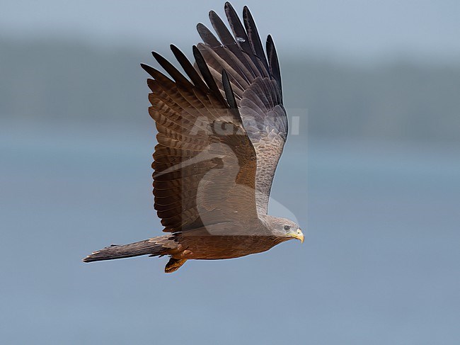 Side view of a Yellow-billed Kite (Milvus aegyptius) in flight. Wings up. Gambia, Africa stock-image by Agami/Markku Rantala,