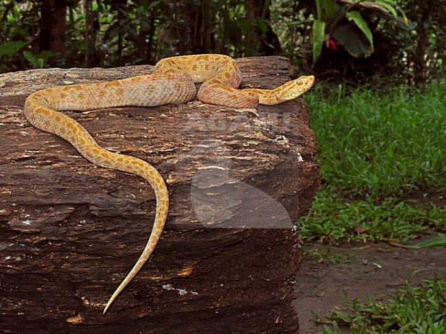 Lanspuntslang, Fer-de-Lance stock-image by Agami/Alex Vargas,