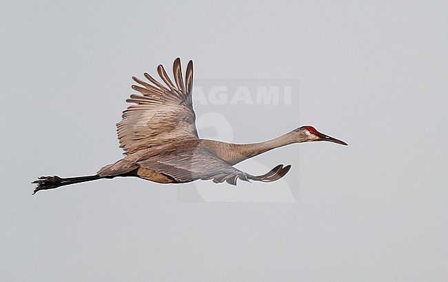 Florida Sandhill Crane, Grus canadensis pratensis, adult in flight in Florida USA stock-image by Agami/Helge Sorensen,