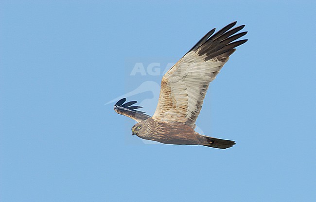  stock-image by Agami/Arie Ouwerkerk,