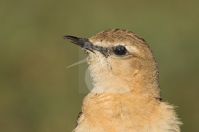 Isabelline Wheatear - Isabellsteinschmätzer - Oenanthe isabellina, Kyrgyzstan, adult female stock-image by Agami/Ralph Martin,