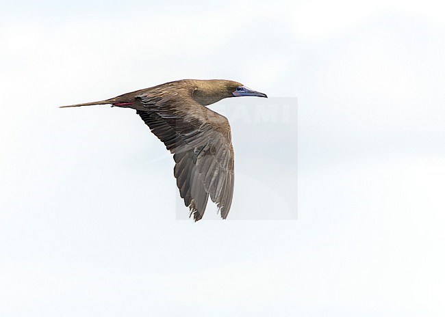 Dark morph Red-footed booby (Sula sula rubripes) at sea in the Pacific Ocean, around the Solomon Islands. stock-image by Agami/Marc Guyt,