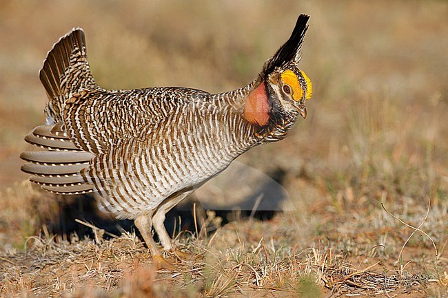 Adult male
Roosevelt Co., NM
April 2006 stock-image by Agami/Brian E Small,