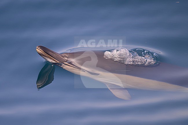 Common dolphin (Delphinus delphis), appearing on the surface and expiring, with the sea as background. stock-image by Agami/Sylvain Reyt,