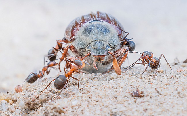 European red wood ants (Formica polyctena) with dead Common cockchafer (Melolontha melolontha) stock-image by Agami/Lennart Verheuvel,