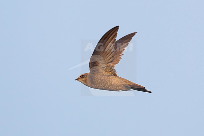 Vale Gierzwaluw in vlucht, Pallid Swift in flight stock-image by Agami/Daniele Occhiato,