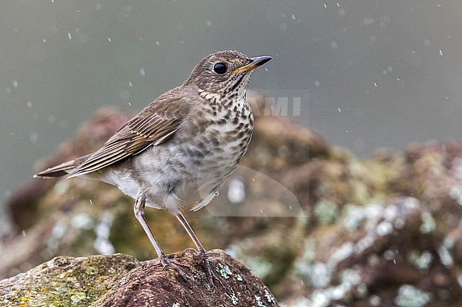 Grijswangdwerglijster, Grey-cheeked Thrush; Catharus minimus stock-image by Agami/Daniele Occhiato,