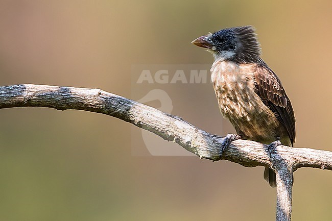 Naked-faced Barbet (Gymnobucco calvus vernayi) perched on a branch in Angola. Also known as Pale-throated Barbet. stock-image by Agami/Dubi Shapiro,