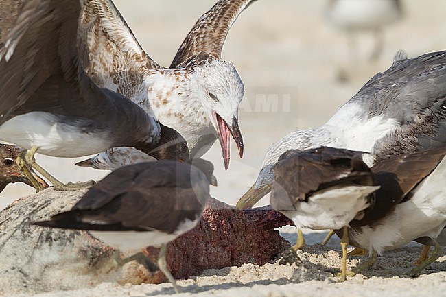 Heuglins Meeuw, Heuglin's Gull, Larus heuglini, Oman, 1st W stock-image by Agami/Ralph Martin,