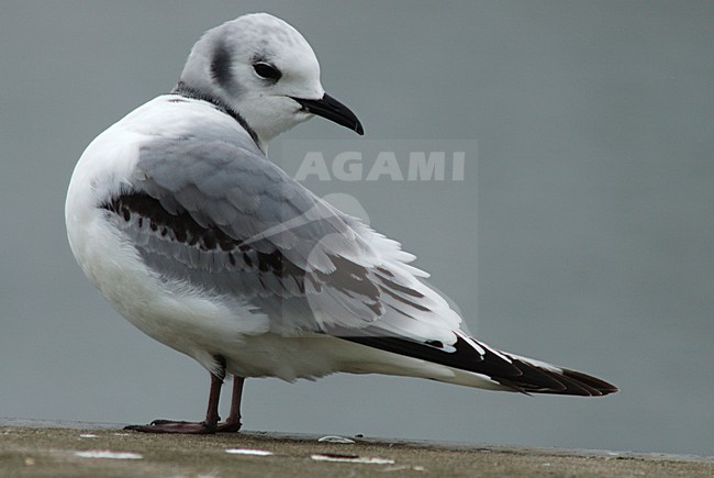 Black-legged Kittiwake immature standing; Drieteenmeeuw onvolwassen staand stock-image by Agami/Marc Guyt,