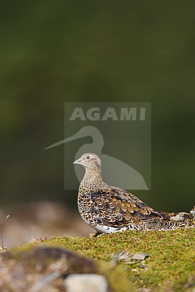 Witbuikkwartelsnip; White-bellied Seedsnipe stock-image by Agami/Marc Guyt,