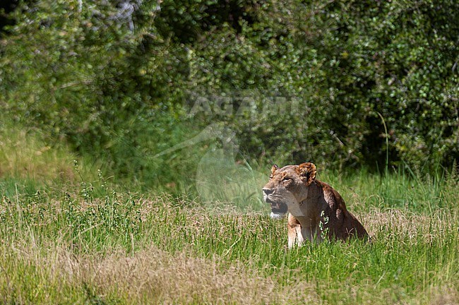 A lioness, Panthera leo, hiding in tall grass. Samburu Game Reserve, Kenya. stock-image by Agami/Sergio Pitamitz,