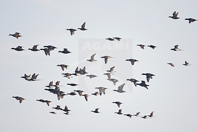 IJseenden in vlucht; Long-tailed Ducks in flight stock-image by Agami/Markus Varesvuo,