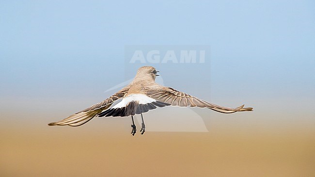 Male Isabelline Wheatear flying over the steppe of Kazakhstan. May 2017. stock-image by Agami/Vincent Legrand,