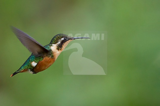 Santa Marta Woodstar, Chaetocercus astreans, in Colombia. stock-image by Agami/Dubi Shapiro,