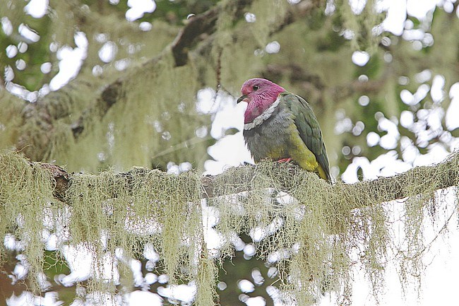 Pink-headed fruit dove (Ptilinopus porphyreus) on Sumatra. Also known as pink-necked fruit dove or Temminck's fruit pigeon. stock-image by Agami/James Eaton,