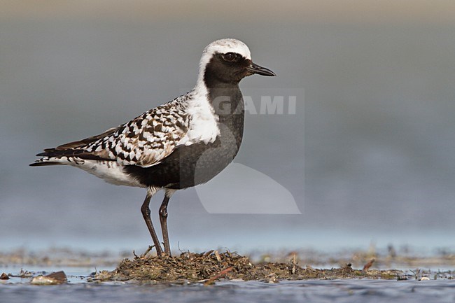 Zilverplevier; Grey Plover (Pluvialis squatarola) in a mudflat in Alberta, Canada. stock-image by Agami/Glenn Bartley,