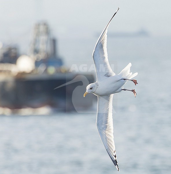 Adult Vega Gull (Larus vegae) during early spring in Japan. stock-image by Agami/Marc Guyt,
