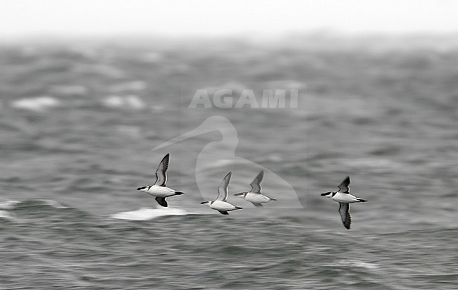 Four Razorbills (Alca torda torda) in flight over the sea off Halland in Sweden. stock-image by Agami/Helge Sorensen,