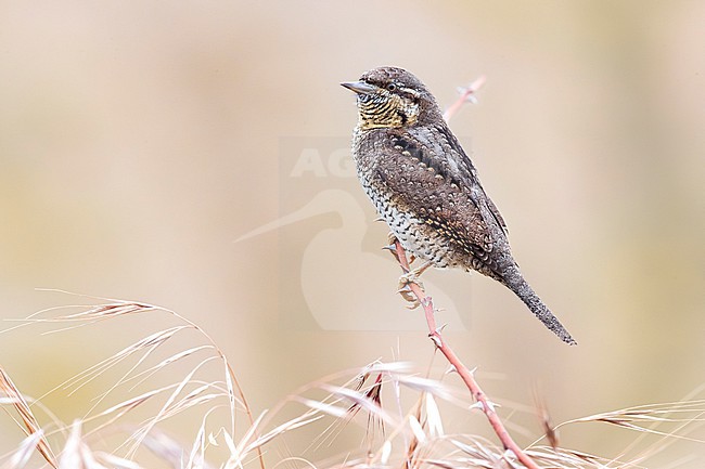 Eurasian Wryneck, Jynx torquilla, in Italy. stock-image by Agami/Daniele Occhiato,