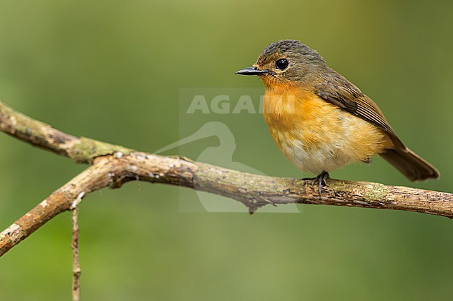 Dayak blue flycatcher (Cyornis montanus) Perched on a branch in Borneo stock-image by Agami/Dubi Shapiro,