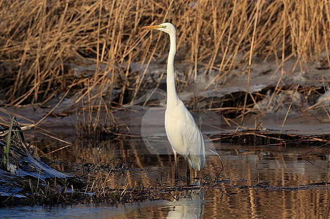 Een grote zilverreiger in dooiend ijs. stock-image by Agami/Jacques van der Neut,