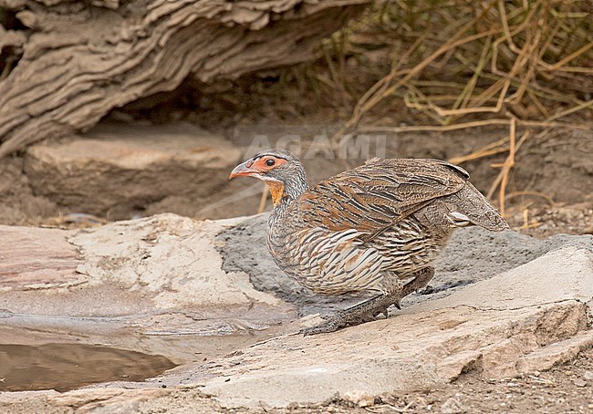 Grey-breasted Spurfowl (Pternistis rufopictus) in Tanzania. stock-image by Agami/Pete Morris,