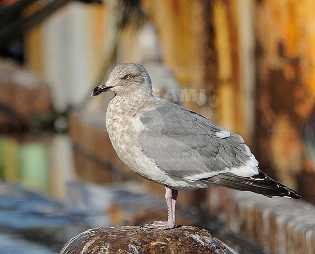 Third-winter Slaty-backed Gull (Larus schistisagus) wintering in harbour of Rauso Hokkaido in Japan. stock-image by Agami/Dani Lopez-Velasco,