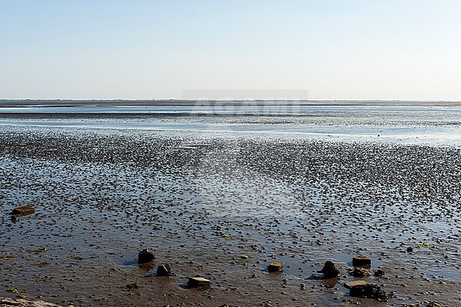 Drooggevallen Waddenzee bij Schiermonnikoog; Dried up Wadden Sea at Schiermonnikoog stock-image by Agami/Marc Guyt,