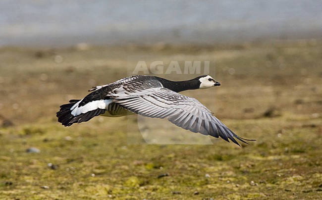 Barnacle Goose, Brandgans stock-image by Agami/Marc Guyt,