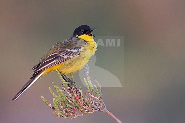 Black-headed Wagtail - Maskenstelze - Motacilla feldegg stock-image by Agami/Ralph Martin,