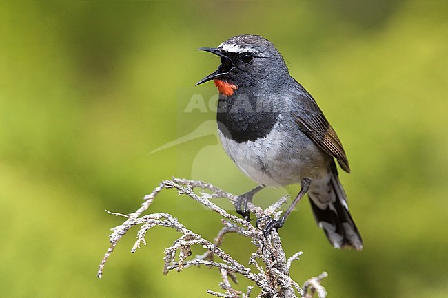 Stunning singing male Himalayan Rubythroat (Calliope pectoralis ballioni) perched on top of bush in mountains of Kazakhstan. Also known as White-tailed Rubythroat. stock-image by Agami/Daniele Occhiato,