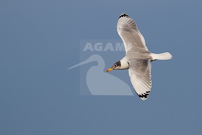 Reuzenzwartkopmeeuw, Pallas's Gull Ichthyaetus ichthyaetus, Oman, adult stock-image by Agami/Ralph Martin,