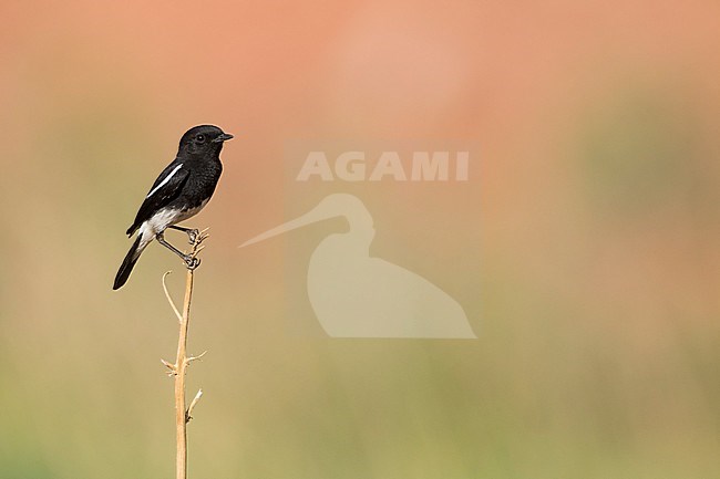 Pied Stonechat (Saxicola caprea rossorum), Tajikistan, adult male perched on a branch stock-image by Agami/Ralph Martin,