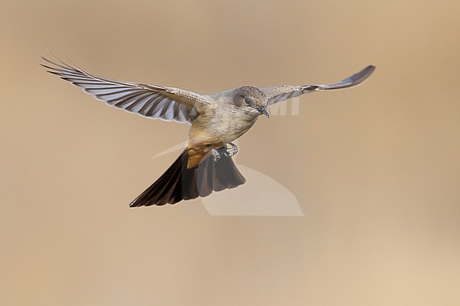 Adult
Socorro Co., NM
November 2014 stock-image by Agami/Brian E Small,