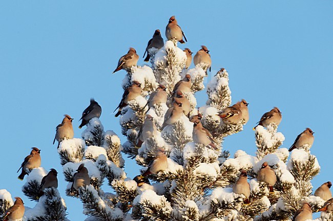 Groep Pestvogels in de winter tegen blauwe lucht; Flock of Bohemian Waxwings in winter against blue sky stock-image by Agami/Markus Varesvuo,