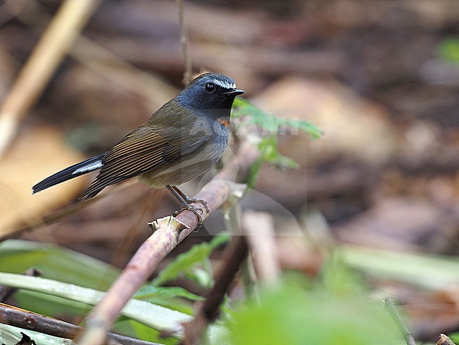 Rufous-gorgeted Flycatcher (Ficedula strophiata), male, Thailand stock-image by Agami/James Eaton,