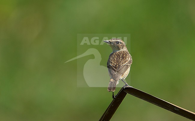 Female Stejneger's Stonechat (Saxicola stejnegeri) at Petchaburi, Thailand stock-image by Agami/Helge Sorensen,