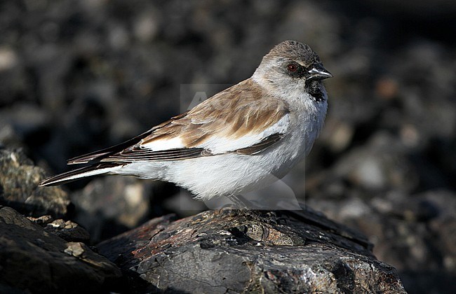 Sneeuwvink, White-winged Snowfinch, Montifringilla nivalis stock-image by Agami/James Eaton,