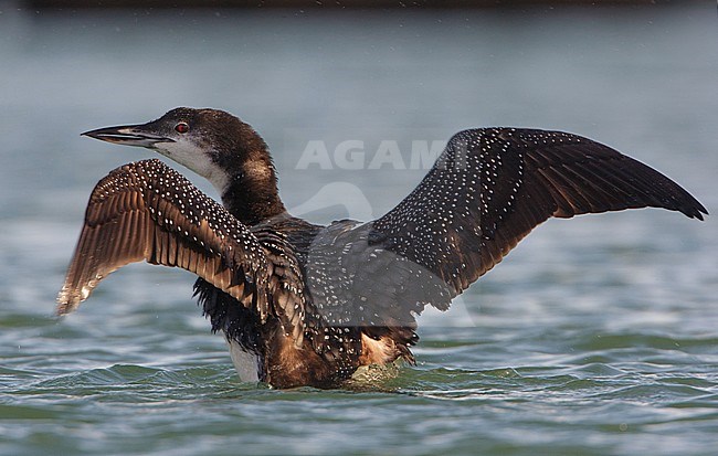 Great Northern Diver (Gavia immer) swimming in harbour of Terschelling, Netherlands. Netherlands, stock-image by Agami/Arie Ouwerkerk,