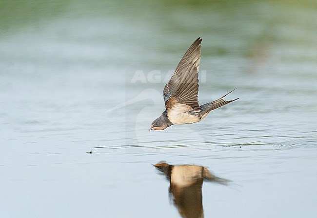 Juvenile Barn Swallow (Hirundo rustica) flying low over water, skimming the water, hunting for insects from the surface. Bird in sideview with raised wings stock-image by Agami/Ran Schols,