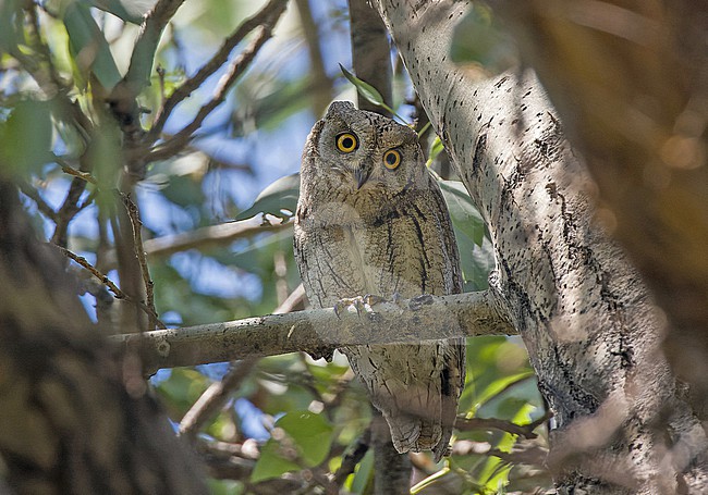 Pallid scops owl, Otus brucei, in Turkey. stock-image by Agami/Pete Morris,