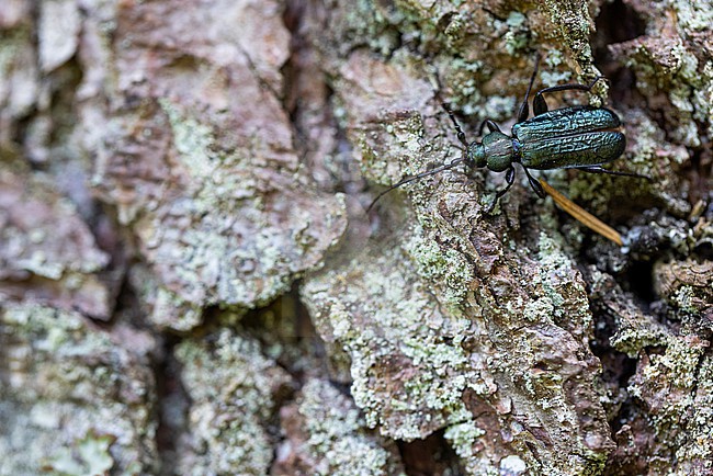 Callidium aeneum - Grüner Scheibenbock, Germany (Baden-Württemberg), imago stock-image by Agami/Ralph Martin,