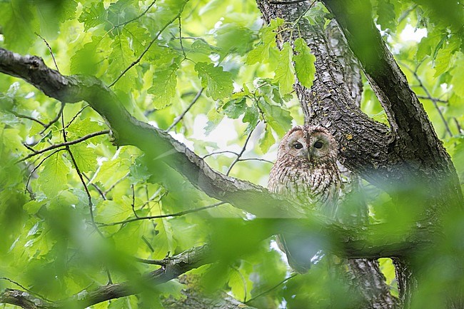 Tawny Owl - Waldkauz - Strix aluco aluco, Germany, adult stock-image by Agami/Ralph Martin,
