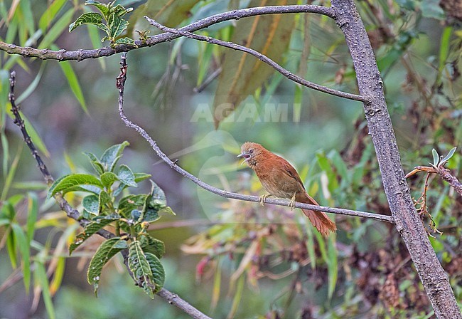 Russet-mantled Softtail (Cranioleuca berlepschi) in northern Peru. stock-image by Agami/Pete Morris,