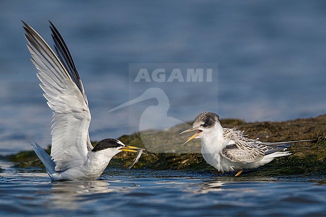 Adult Little Tern (Sternula albifrons) feeding it’s chick in the Mediterranean sea in Italy. stock-image by Agami/Daniele Occhiato,